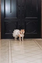花嫁の夢に応えて純白ドレス姿の柴犬　フリルひらひら道中ふらふらも愛らしく「リングドッグ」の任務完遂　「最高に主役級」1100万表示