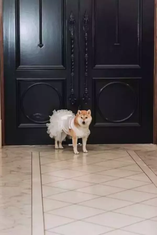 花嫁の夢に応えて純白ドレス姿の柴犬　フリルひらひら道中ふらふらも愛らしく「リングドッグ」の任務完遂　「最高に主役級」1100万表示