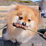 「愛くるしいお顔の犬が→次の瞬間、豹変　「ワイルドやろ？」「野生をかいま見た」」の画像1