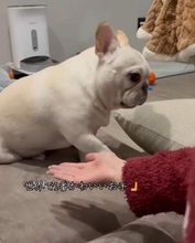 愛犬のちょっとズレた“お手”に飼い主も思わず爆笑「反則級の可愛さ」「なんでこんなことに…」