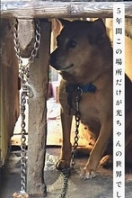 5年間、散歩も通院もなし…裏庭でひっそり生きた犬　人の姿におびえ心臓バクバク、ご飯も食べず→保護したら、なでる手を受け入れ笑顔に