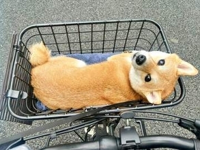 自転車の前カゴの柴犬が「飼い主、ついてきてる？」　お出かけ中、何度も振り返る姿に「愛と信頼のまなざし」「かわいすぎる」