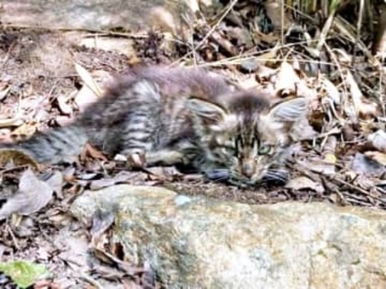 「死んだらダメ！」灼熱の山道で力尽きていた子猫→生死の境をくぐり抜けてお転婆娘に