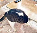 「猫がこたつの入り方を盛大に勘違い(笑)　頭から突撃！？ 必死すぎる全力チャレンジが大反響 「行けるはずだ！」4.5万いいね」の画像1