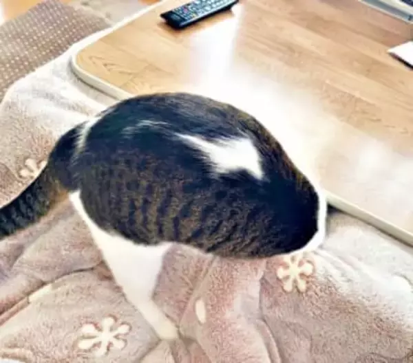 猫がこたつの入り方を盛大に勘違い(笑)　頭から突撃！？ 必死すぎる全力チャレンジが大反響 「行けるはずだ！」4.5万いいね