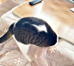 猫がこたつの入り方を盛大に勘違い(笑)　頭から突撃！？ 必死すぎる全力チャレンジが大反響 「行けるはずだ！」4.5万いいね