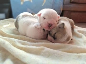 コワモテだけど人懐っこい……でも「ブルドッグ」ならではの悩みも　ブリーダーが語る「繁殖が難しい」理由とは？