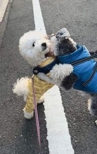 犬さんが親友と会えない寂しさから生み出した荒技って？再会を喜ぶ犬、飼い主は「気まずい！？」