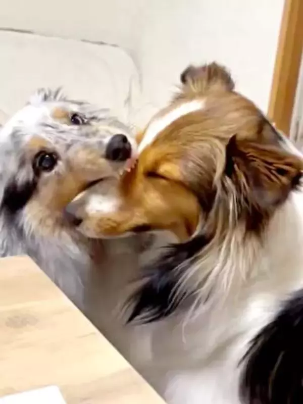 「食われてるｗ」姉犬が妹犬のマズルをハムハム！？ 「こんなん笑うわ」「どういうクセ？」2.7万いいね