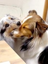 「食われてるｗ」姉犬が妹犬のマズルをハムハム！？ 「こんなん笑うわ」「どういうクセ？」2.7万いいね