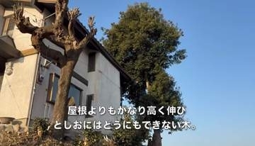 「信じられない神業」ロープ1本で屋根より高い木を切る77歳空師「気持ちいい…」高木にスルスル登り、バッサバッサ切り落とす動画に反響
