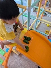 「冷蔵庫から出しておいたピーマンが無くなってると思ったら」1歳息子が……「最後に遊ばせてあげたかったんだね」