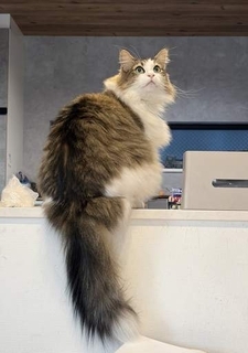 エッ、ホントに？　5歳息子が描いたモフモフ猫に5.2万いいね　独創的なアレンジも「特徴を捉えてる」「色使いが素敵」