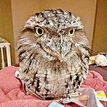 窓辺で突然変わってしまった鳥→目を疑う光景に、3.6万いいね　「なりきってる！」「森なら見分けつかん」「ずーっと薄目で見てるのかわいい」