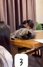 猫「あれ？どこ行った？」とキョロキョロ　中1娘とかくれんぼ→見つけた瞬間……まさかの反応「一生懸命探している顔が可愛い」