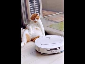 「ああ、ロボット掃除機ね」くつろぎ猫、足をひょいっと上げて進路譲ったら…まさかの展開に「リアクションが人間（笑）」「貫禄ありすぎ」