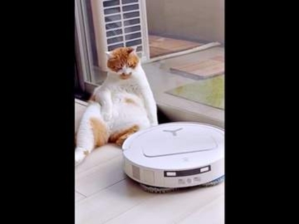 「ああ、ロボット掃除機ね」くつろぎ猫、足をひょいっと上げて進路譲ったら…まさかの展開に「リアクションが人間（笑）」「貫禄ありすぎ」