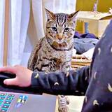 「ゲームに夢中なお兄ちゃんにイラッ… 一緒に遊んでほしい猫がとった“まさかの報復”にびっくり！「必殺仕事人」「 駆け引きが最高」」の画像1