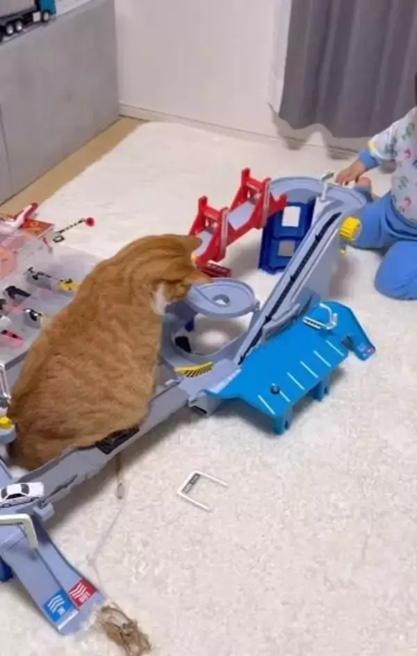 2歳息子のトミカをお腹で封鎖する猫　ミニカーが止まるたび、息子くんは…「優しい」「癒やされる」