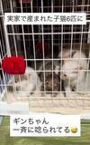 「子猫6匹が「一斉にシャー！」初対面の“まさかの展開”に猫さんは？　その後どうなった？」の画像1