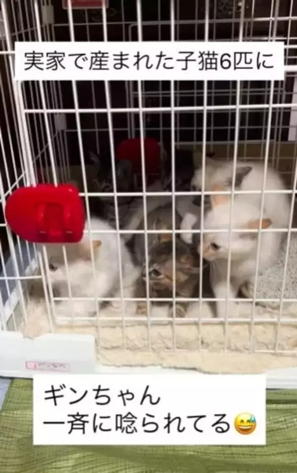 子猫6匹が「一斉にシャー！」初対面の“まさかの展開”に猫さんは？　その後どうなった？