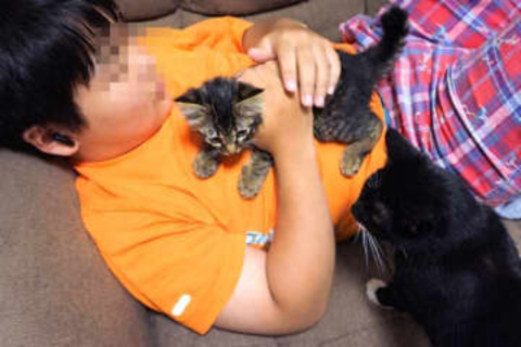 43匹の多頭飼育崩壊から保護された、真っ直ぐ歩けない脳障害の猫　用水路に流されていた子猫の「お兄ちゃん」に　トイレの失敗も少なくなった