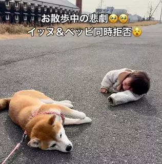 柴犬と1歳娘が、散歩拒否でシンクロ！→10日後、まさかの展開にママも驚き　「娘ちゃんの成長がすごい」