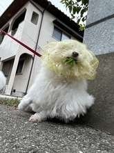 犬「食えねエエエ」←効果が一目瞭然の「犬の拾い食い防止グッズ」躍動感ある写真に驚き！愛犬の命を守る「貴婦人のベール」とは？