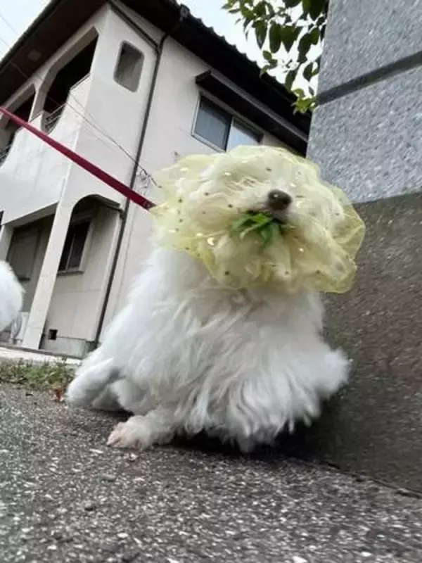 犬「食えねエエエ」←効果が一目瞭然の「犬の拾い食い防止グッズ」躍動感ある写真に驚き！愛犬の命を守る「貴婦人のベール」とは？