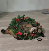 クリスマスリースをつけてもらった猫さん、実はAIだけど……「違和感なさすぎ」「やりそうだな」
