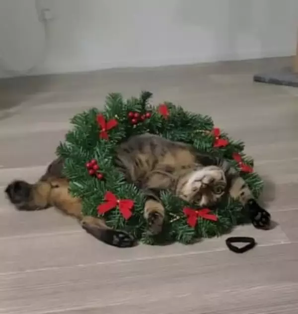 クリスマスリースをつけてもらった猫さん、実はAIだけど……「違和感なさすぎ」「やりそうだな」