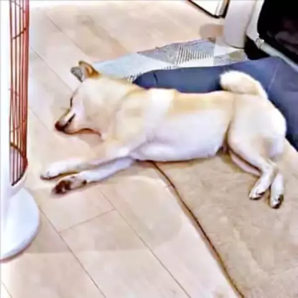 夢の中で走ってる？寝ながら全力疾走する柴犬　「めちゃくちゃ走ってる」「犬って前輪駆動だったんだ」「1位だワン」