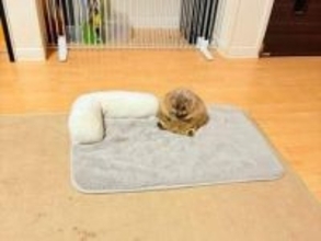 「いじけた焼きおにぎり」の正体はまさかの…　ちょこんとうつむく姿に「形まんま」「かわいすぎて食べられない」悶絶反響6.1万いいね