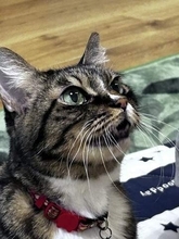 震災直後に保護された猫　家族を笑顔にし続け15年　「今夜が危ない」と告げられ…延命治療を受けながら3カ月　「また何処かで会うと願ってます」