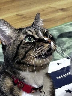 震災直後に保護された猫　家族を笑顔にし続け15年　「今夜が危ない」と告げられ…延命治療を受けながら3カ月　「また何処かで会うと願ってます」