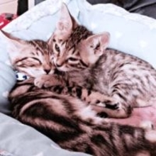 「お願い、引き取って…」多頭飼育崩壊から救われた猫が出産　ベンガルの血を引く子猫は超ビッグに！ 兄弟と歩んだ11年