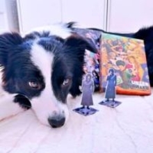 ボーダー・コリー が2.5次元俳優に夢中！？留守番中にDVDが見られず大暴れ「推しの力は偉大」「めっちゃ一途」