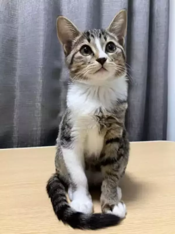 起きてるときは、きゅるるん美猫→でも寝顔は！？「キュルン↔︎グヘー」「女優気質か」ギャップに驚き