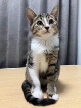 起きてるときは、きゅるるん美猫→でも寝顔は！？「キュルン↔︎グヘー」「女優気質か」ギャップに驚き