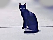 「あ、俺、この子のパパなんだ…」病院で言われた一言に12万人が涙　路上の子猫を保護して知った“親の責任”と「猫中心の幸せな生活」