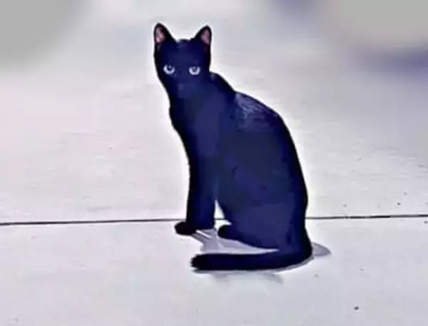 「あ、俺、この子のパパなんだ…」病院で言われた一言に12万人が涙　路上の子猫を保護して知った“親の責任”と「猫中心の幸せな生活」