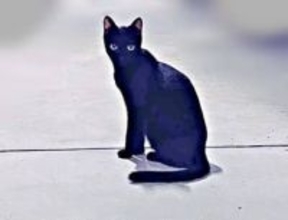 「あ、俺、この子のパパなんだ…」病院で言われた一言に12万人が涙　路上の子猫を保護して知った“親の責任”と「猫中心の幸せな生活」