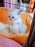 「トイレ中の子猫が突然すくっ…！ 「ミームになりそう」な想定外の直立姿に反響　「真剣な顔がかわいすぎ」「あまりにも3頭身」」の画像1
