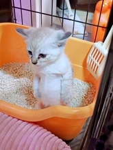 トイレ中の子猫が突然すくっ…！ 「ミームになりそう」な想定外の直立姿に反響　「真剣な顔がかわいすぎ」「あまりにも3頭身」