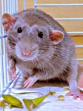 お散歩大好きラット、飼い主見てフリーズ　小屋から出てこない理由に心当たりが…「やっぱりわかるんですね」