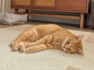 外で約10年暮らしていた元野良猫　家の中で見せた無防備な寝姿に3.1万いいね　「ずっとのお家見つけてよかった」「幸せでありますように」