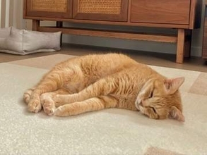 外で約10年暮らしていた元野良猫　家の中で見せた無防備な寝姿に3.1万いいね　「ずっとのお家見つけてよかった」「幸せでありますように」