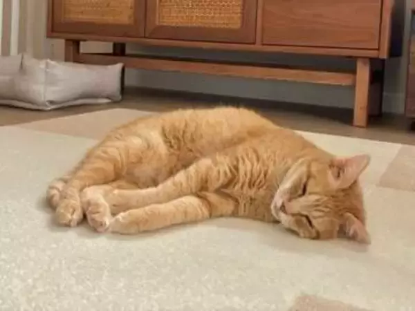 外で約10年暮らしていた元野良猫　家の中で見せた無防備な寝姿に3.1万いいね　「ずっとのお家見つけてよかった」「幸せでありますように」