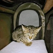 「猫を迎えたい」と話した翌日、店先に現れた“運命の子猫”　出会いから8年「今度は君の願いを叶えるよ」