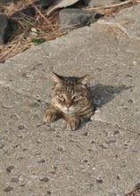 思わぬところから顔を出す猫さんに爆笑「モグラた〇きゲームのようですね」もう、2度と撮れない！？